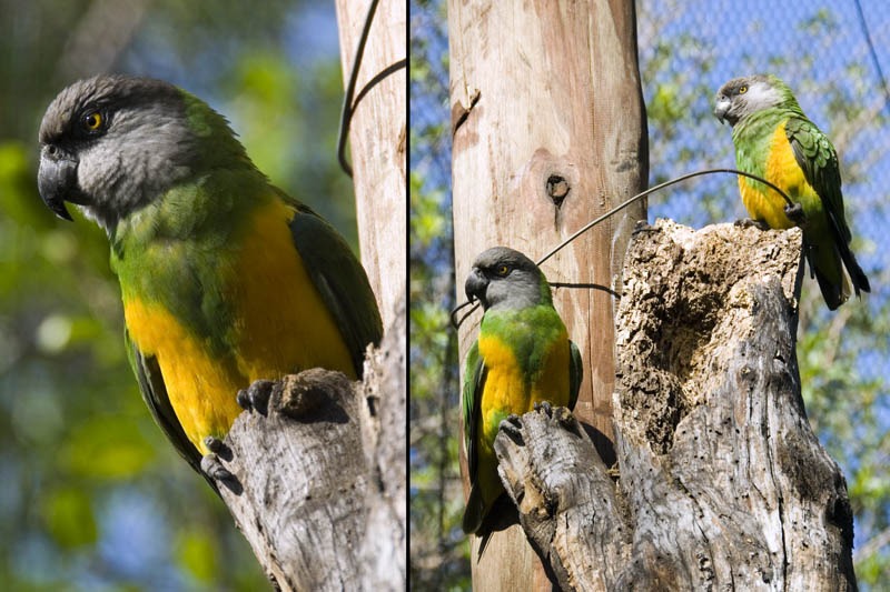 Yellow-bellied Parrot