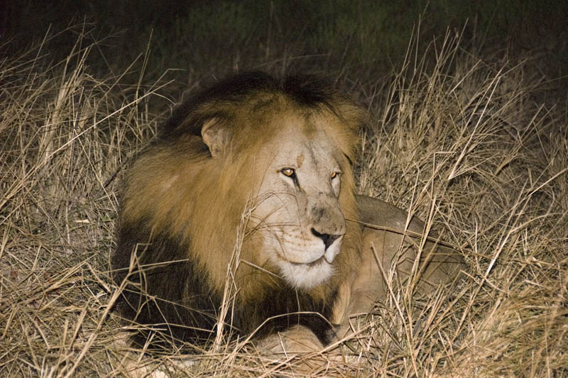 Dominant male lion