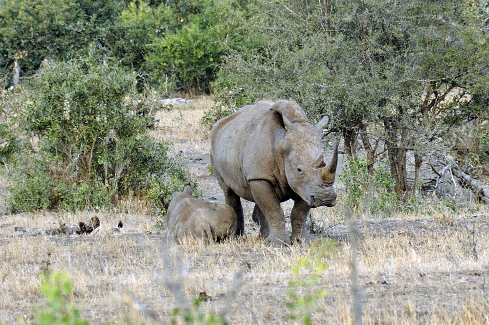 White rhino with baby