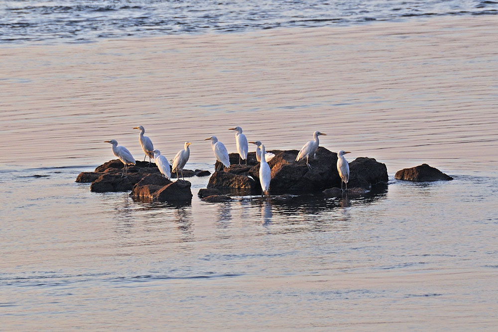 Egrets on the Zambezi River