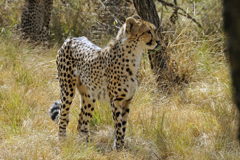 At De Wildt Cheetah Sanctuary