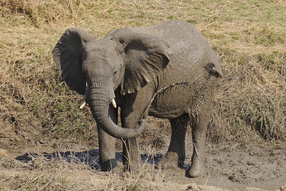 Young elephant giving itself a shower