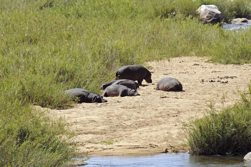 Hippos resting by the side of a river