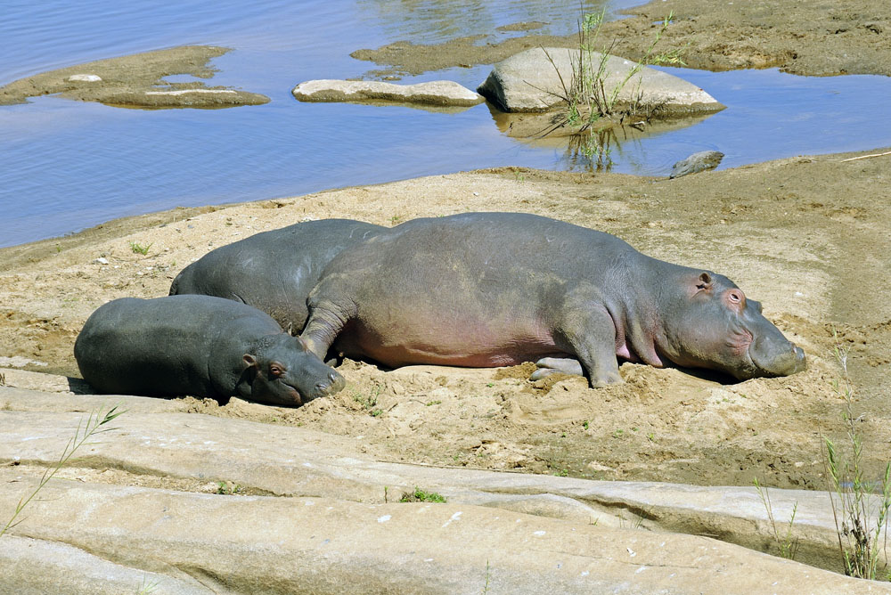 Hippos, with crocodile resting behind