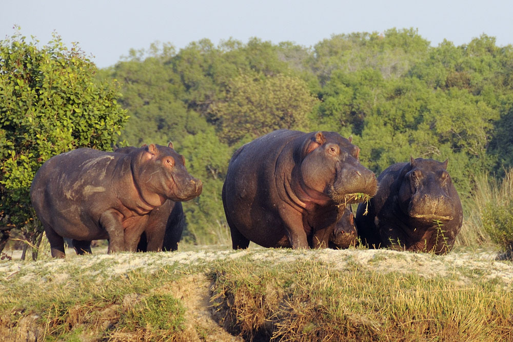 Hippos on the bank of the Zambezi River