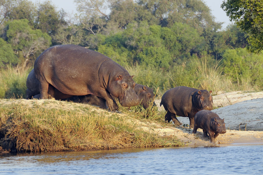 Hippos about to enter the Zambezi River