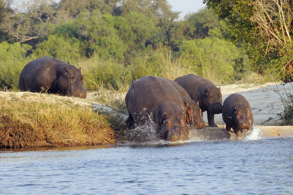 Hippos entering the Zambezi River