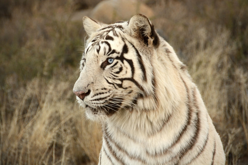 The white tiger has pale blue green eyes