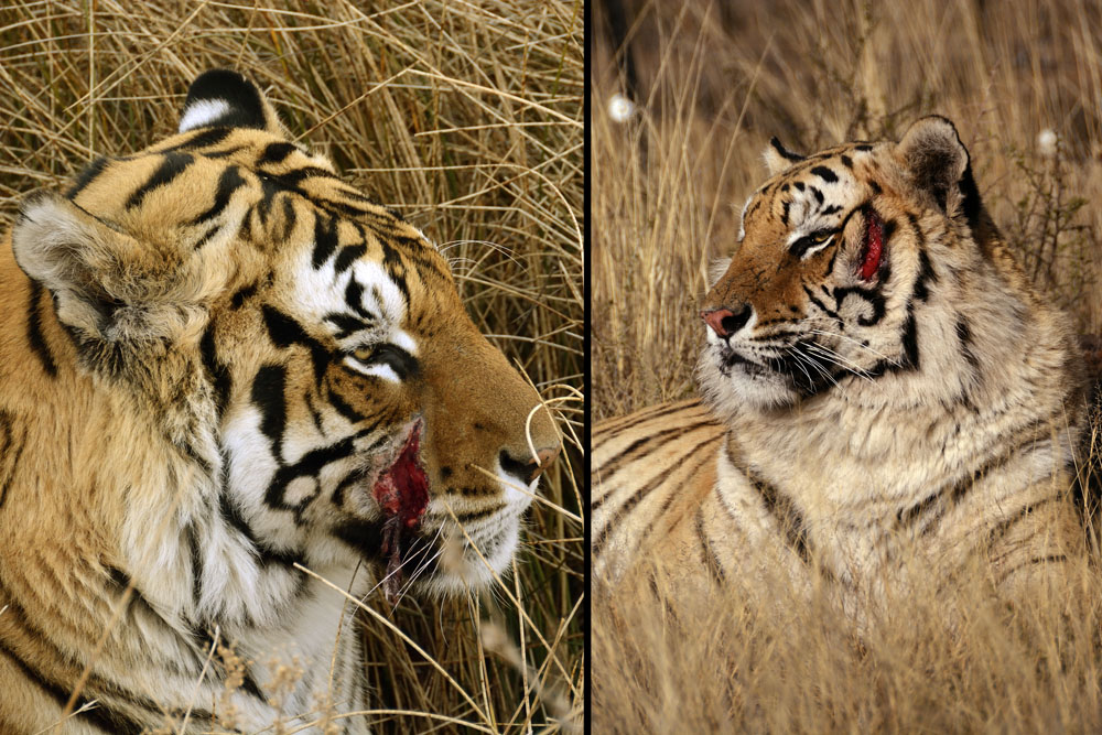 These two tigers recently fought and both are injured