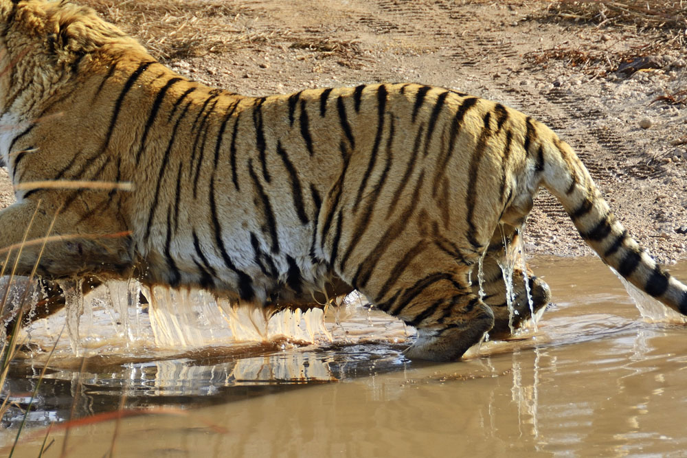 Tiger springs out of the water where it had been resting