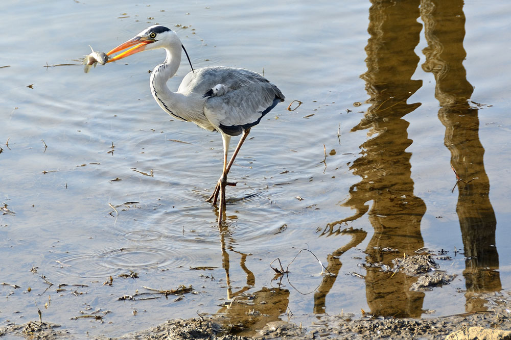 Heron after catching fish