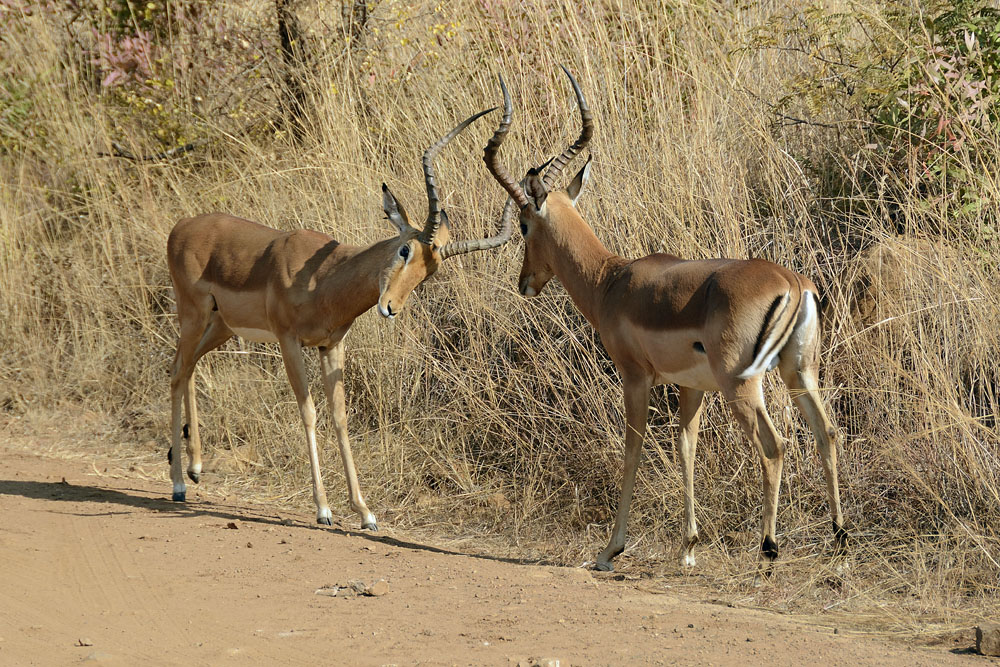 Impala sparring