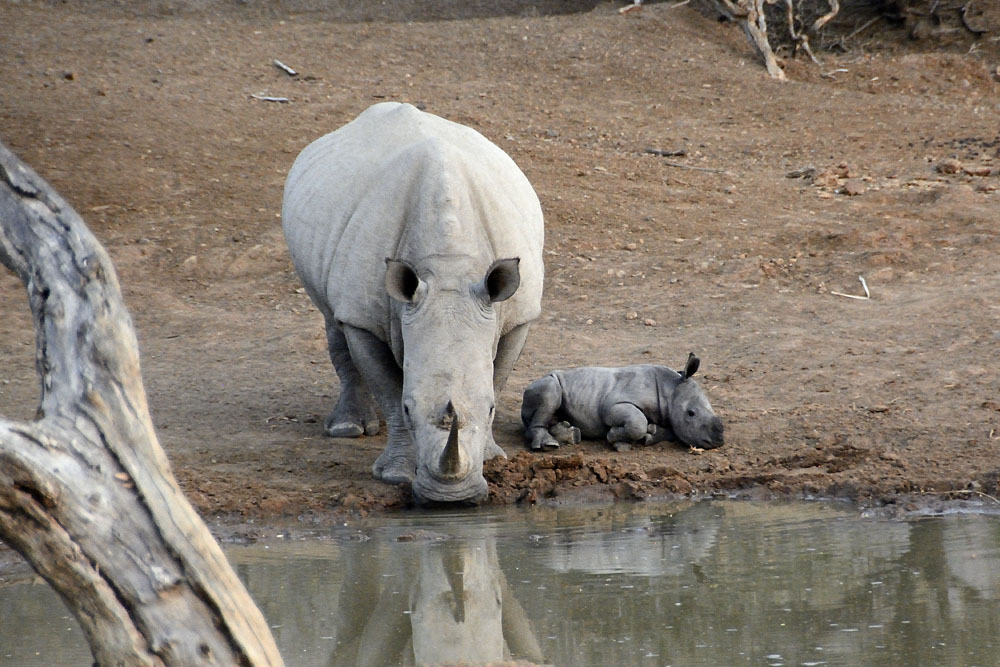 Rhino with baby