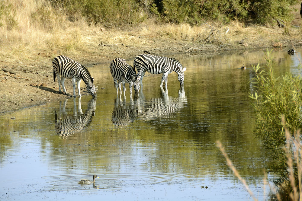 Zebra at the water hole