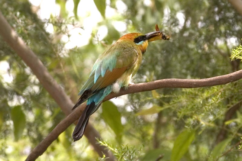 Bird at Healesville Sanctuary