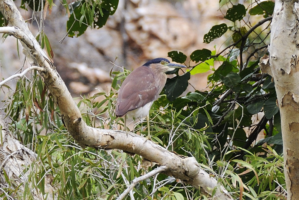 Bird at the edge of the Ord River