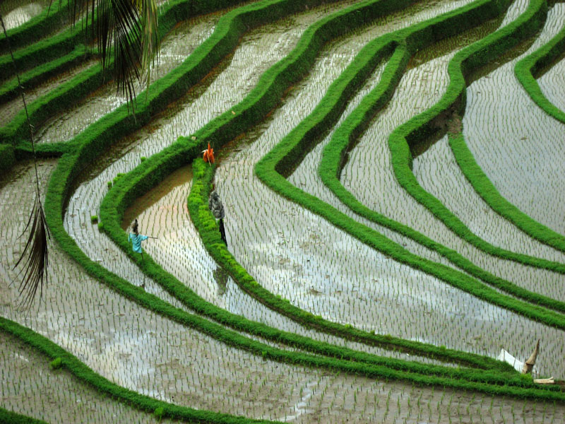 Rice terraces with scarecrows