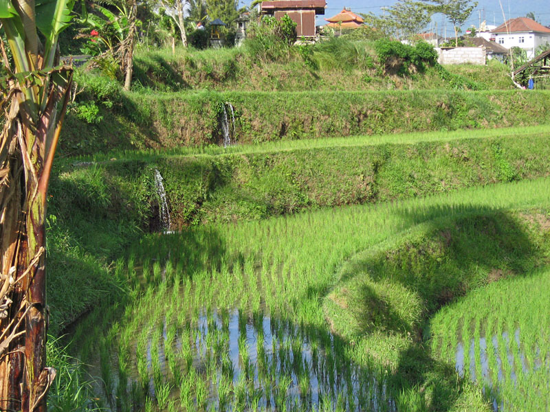 Water running down terraces of rice fields