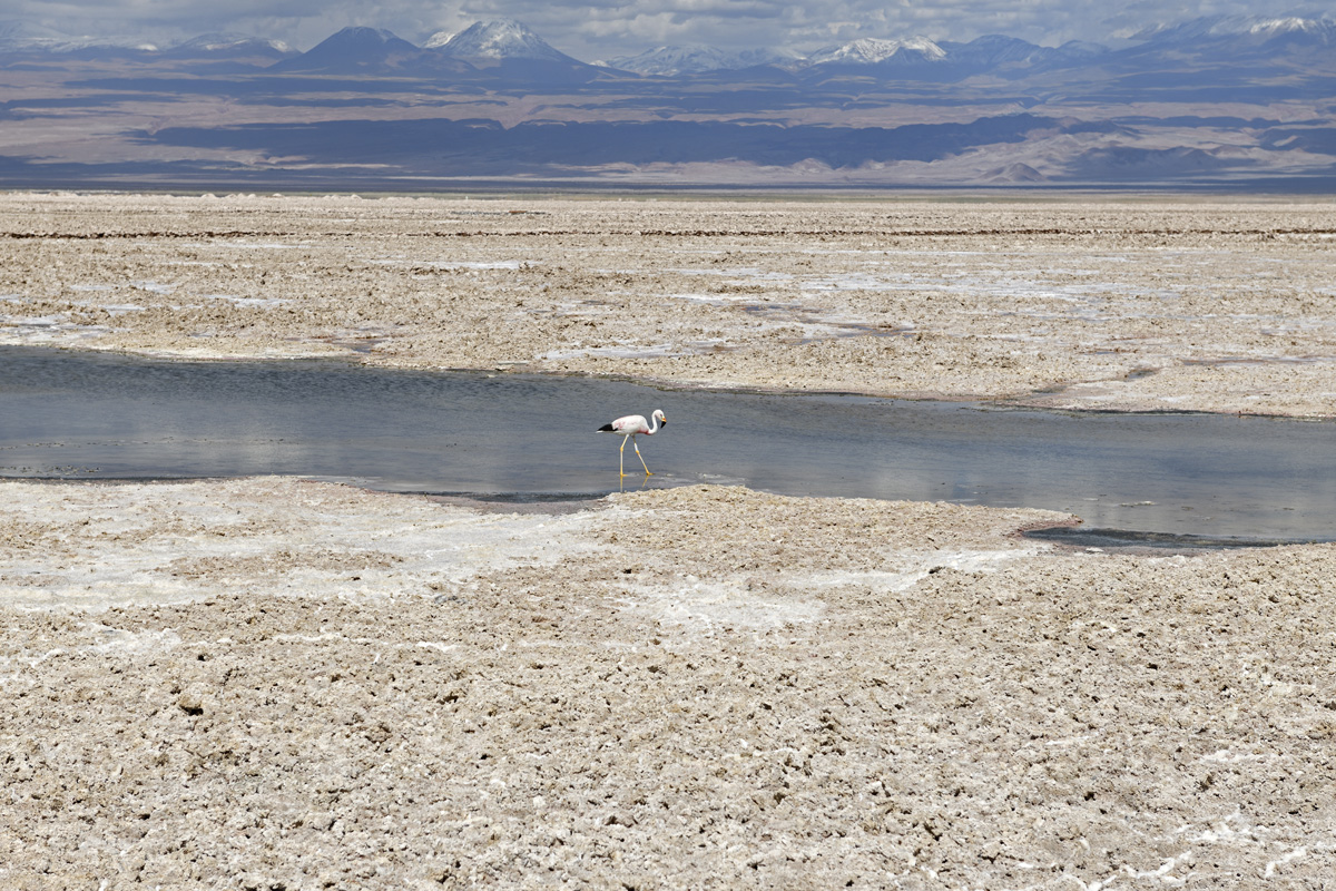 Flamingo in salt flat lagoon