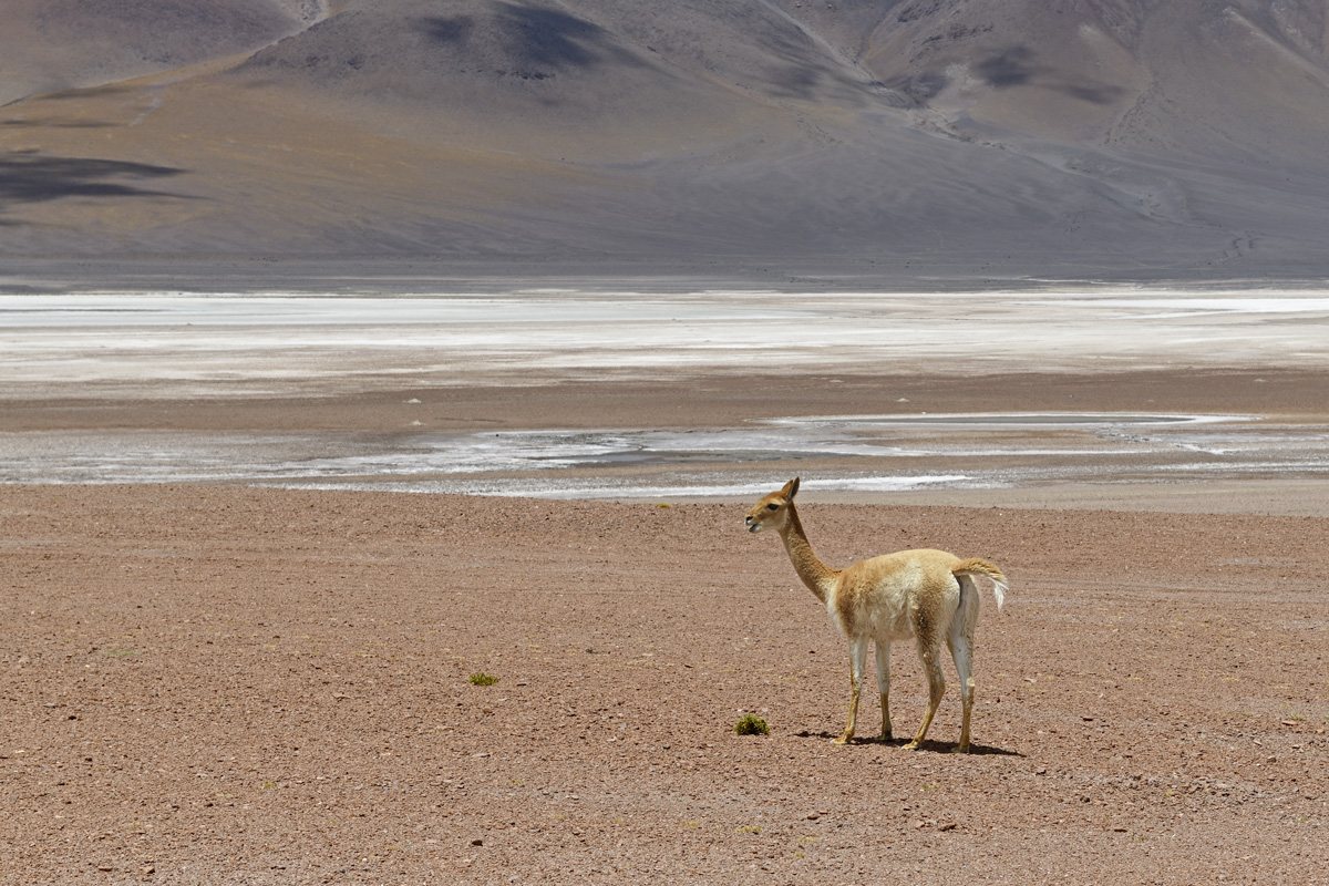 Vicuña in the desert