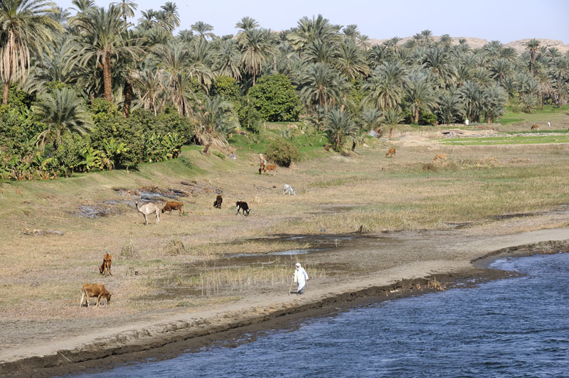 Animals grazing and a shepherd along banks of the Nile