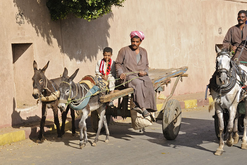 Donkey cart on the street in Edfu