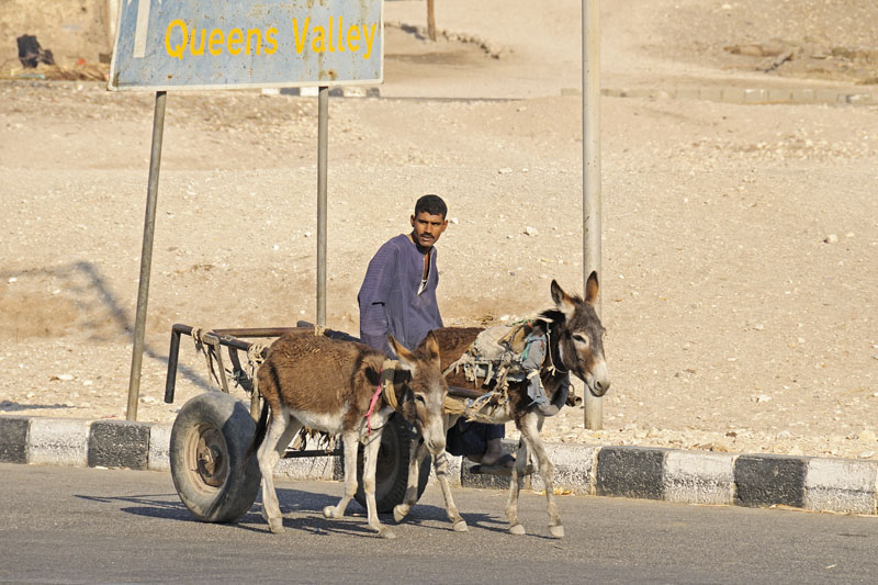 Donkey cart near Valley of the Queens