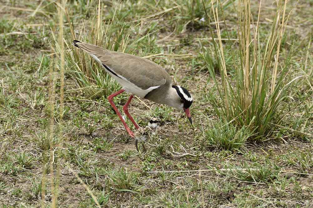 Crowned lapwing with newborn chick