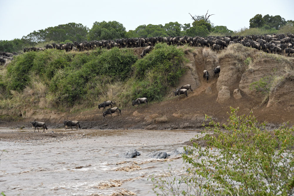 Pressure builds among the animals gathering above the Mara River to cross