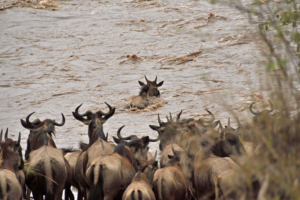 Finally a single gnu wades into the river and crosses successfully