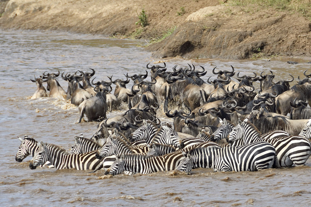 Whenever possible, the gnu like to be with the zebra