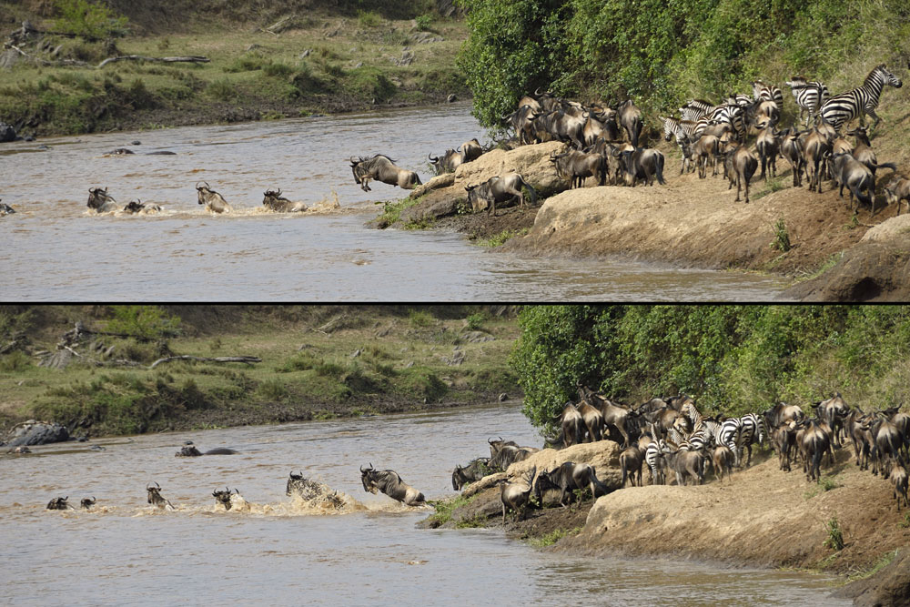 The gnu follow each other in lines across the river