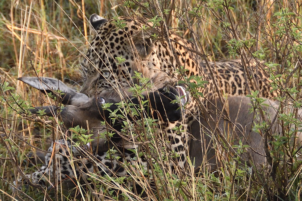 After silently stalking the calf, the leopard kills it by biting its throat