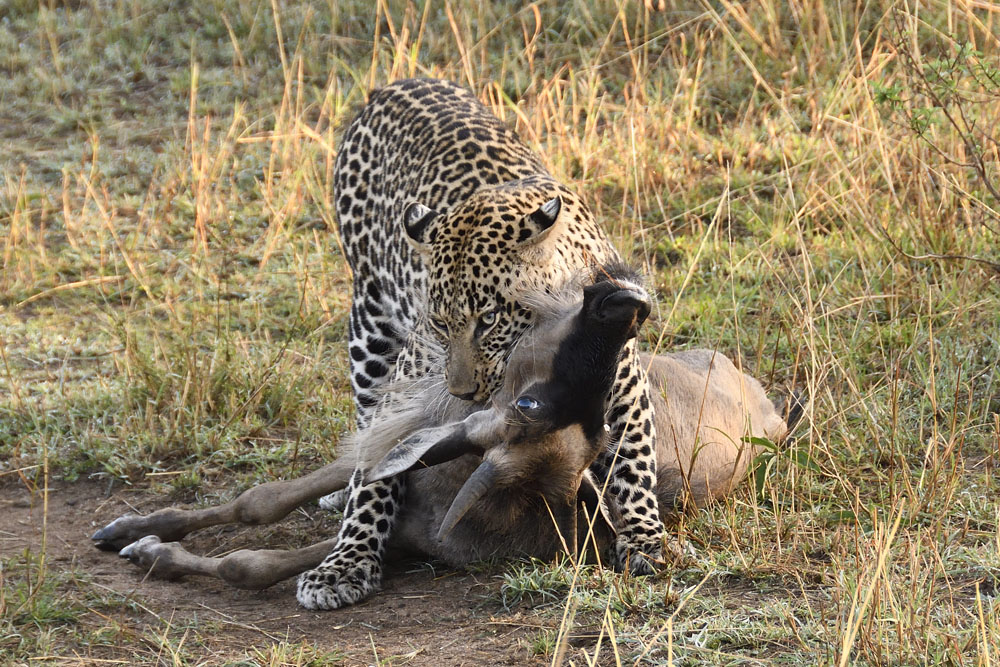 Leopard killing gnu calf