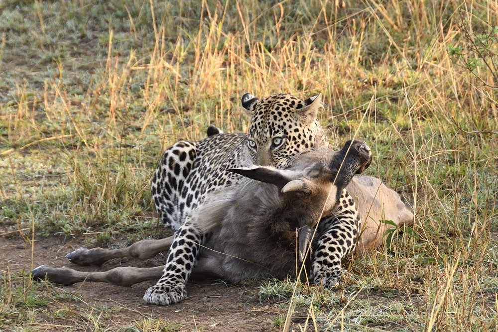 The gnu calf has been killed and the leopard relaxes