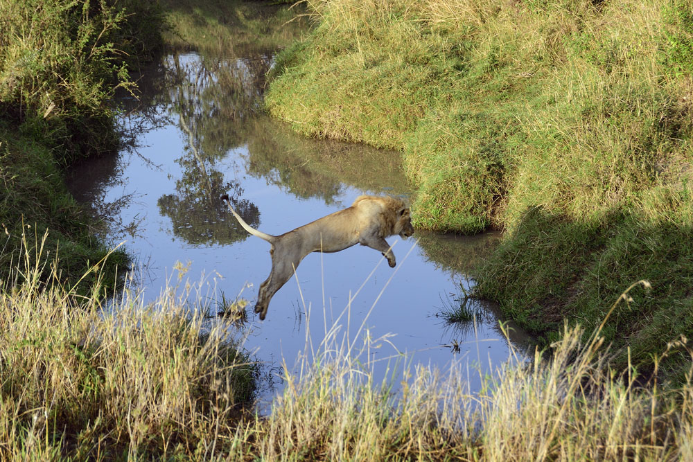 Lion leaps across water