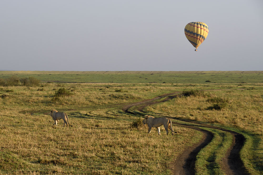 Lions moving on Maasai Mara plains with hotair balloon in background