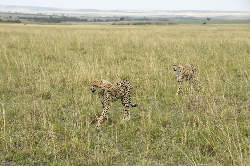 Cheetahs on the move in the Maasai Mara