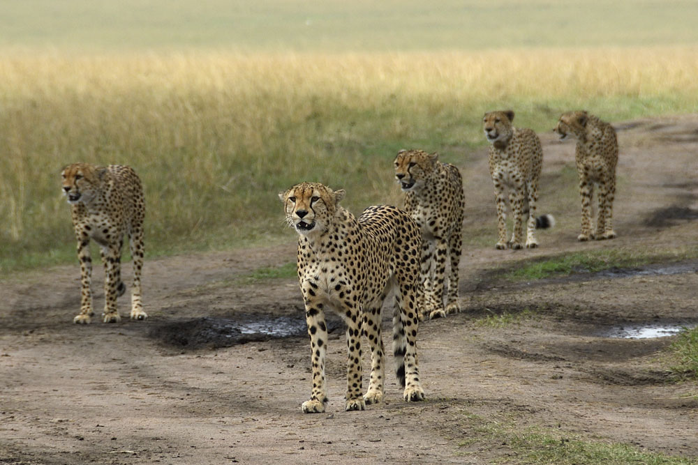 These five male cheetahs have formed a coalition