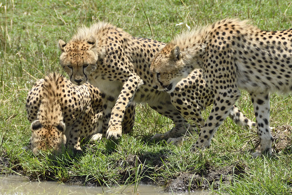 Cheetahs at water hole