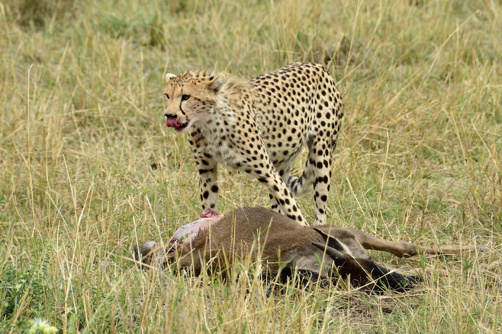 Cheetah with kill