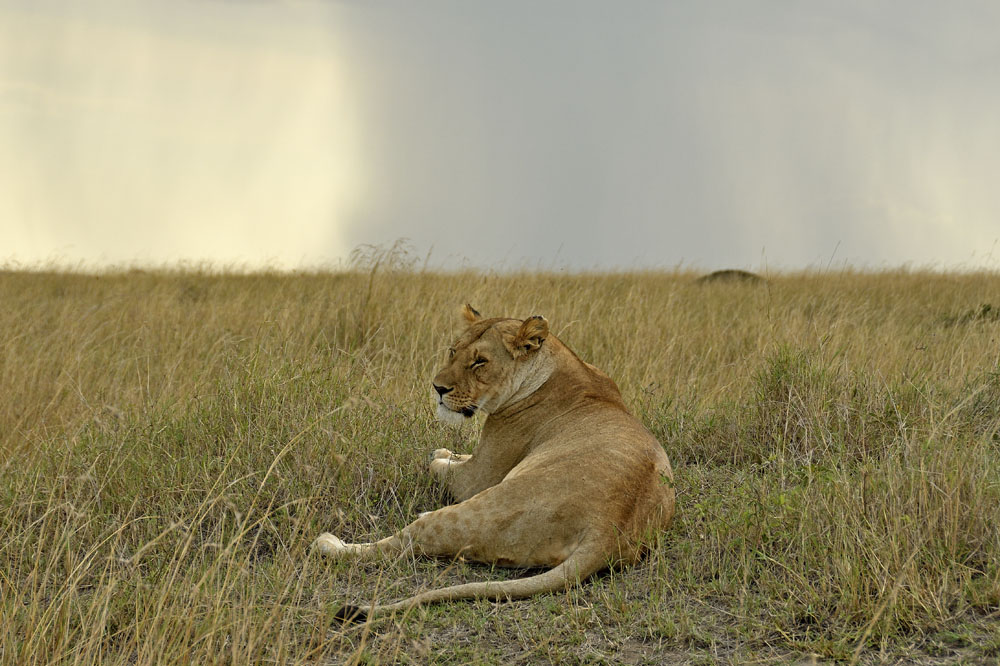 Lion rests with heavy rains in the distance