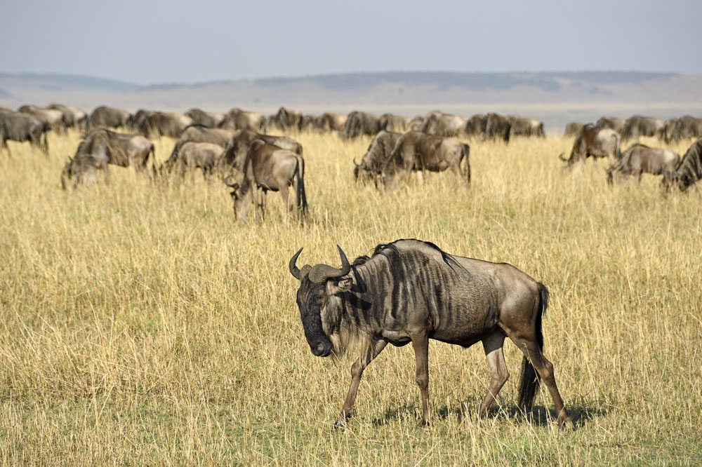 Blue wildebeest, known as gnu, on the Maasai Mara plain