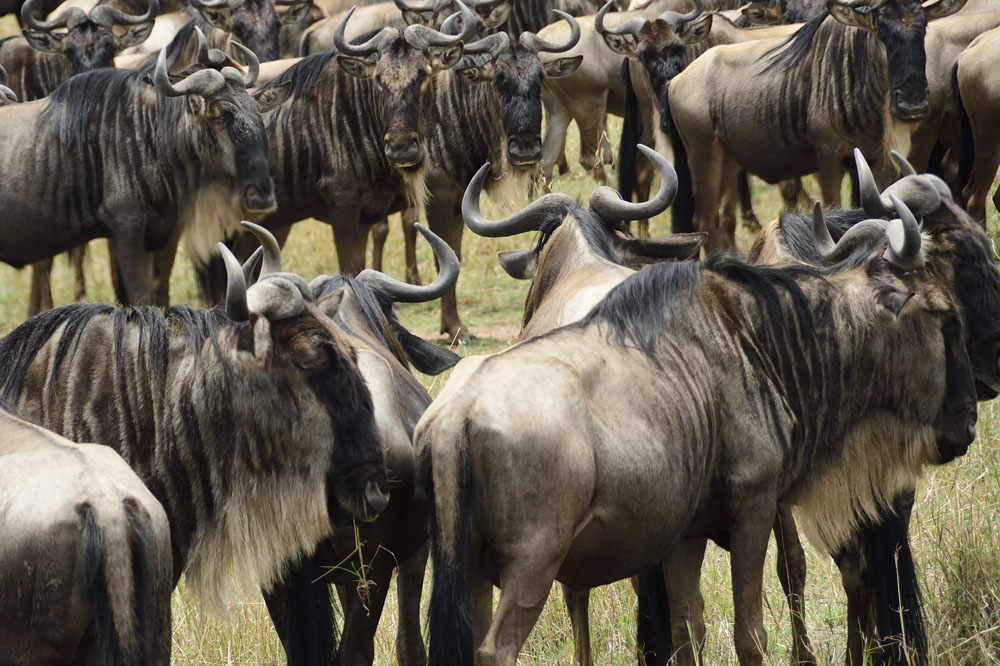 Gnu standing in a group