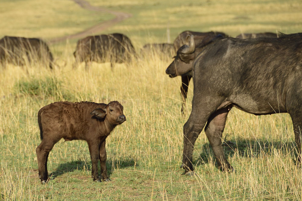 Young buffalo calf