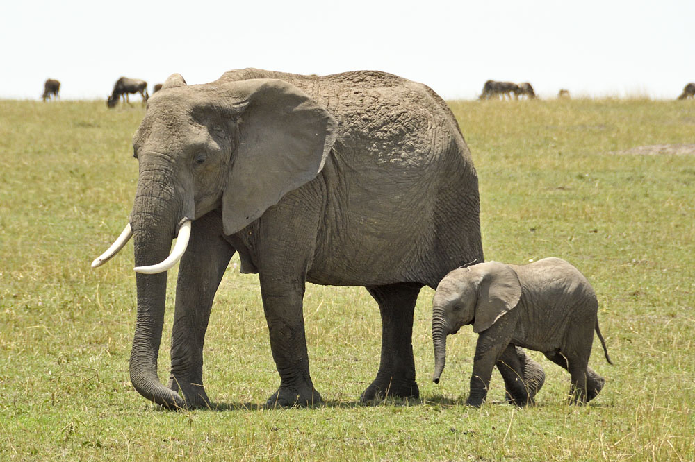 Baby elephant with its mother