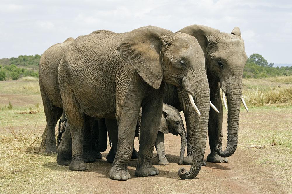 Baby elephant with two adults
