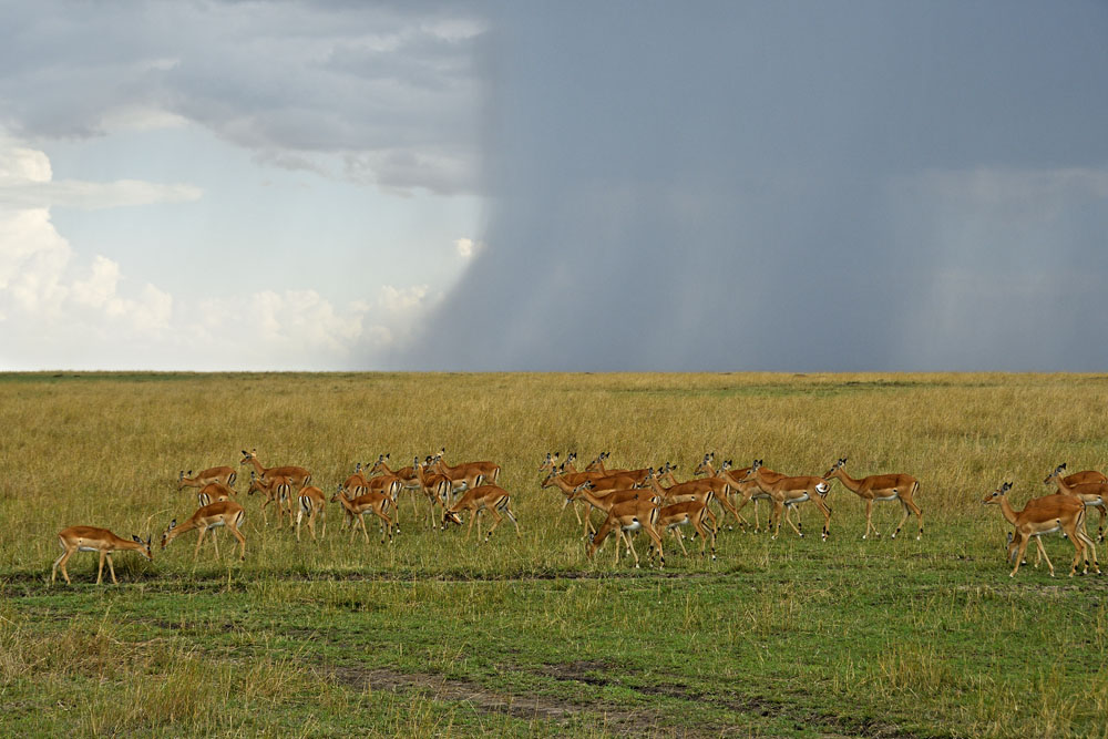 Impala with rain in the distance