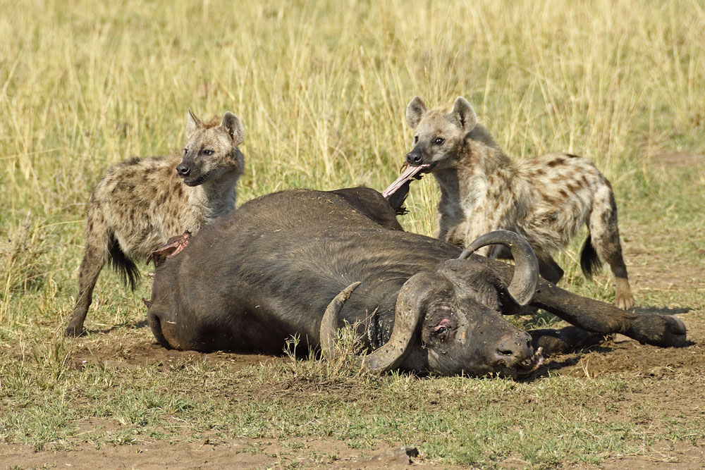 Hyenas first see the arrival of scavenging maribou stork