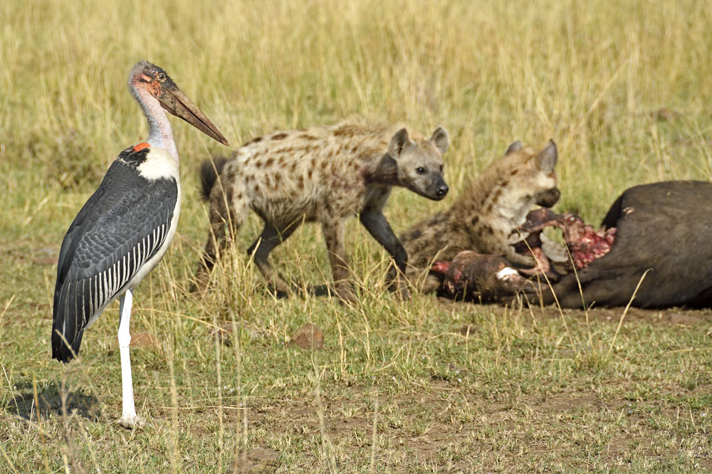 The maribou stork arrives and the hyenas know they will be chased off shortly